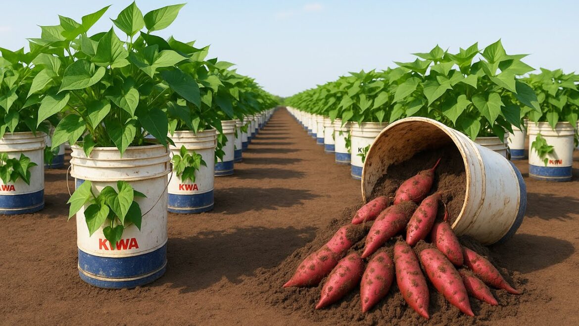 DIY Container Garden for Huge Sweet Potato Harvests