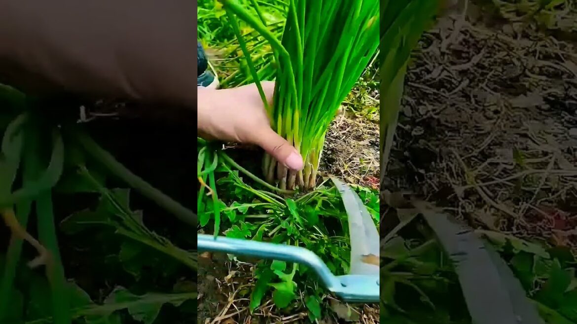 Garlic Chives (Chinese Chives): Grow This Easy Herb for Endless Flavor & Health! Garlic Chives (Chinese Chives): Grow This Easy Herb for Endless Flavor & Health!