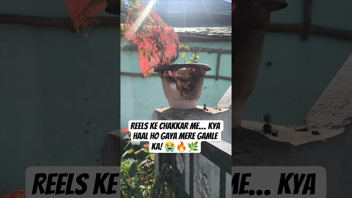 Reels ke chakkar me kya haal ho gaya mere gamle ka! 😭🔥🌿