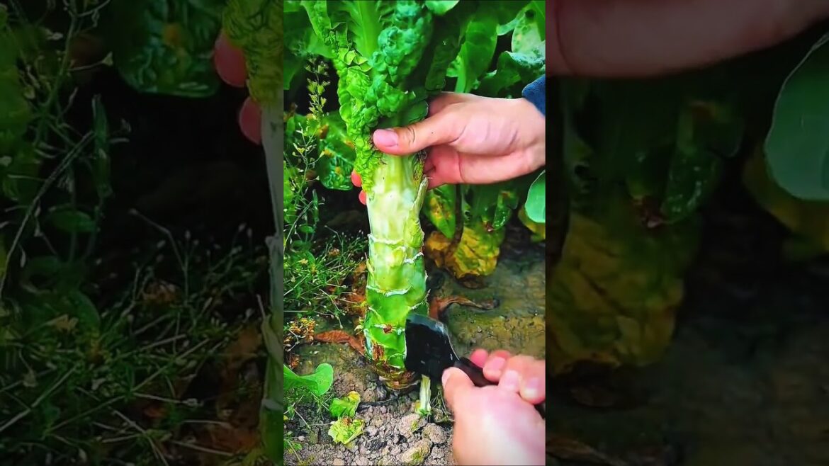 Unveiling the Amazing Special Features of CELTUCE You Need Unveiling the Amazing Special Features of CELTUCE You Need