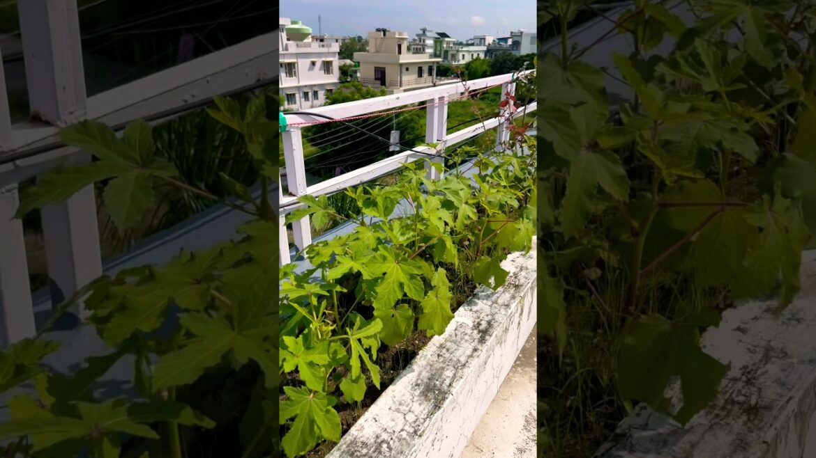 Terrace gardening ideas #terracegarden #gardening #vegetable #rooftopgarden #plants #garden