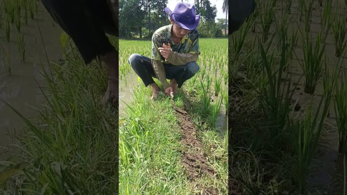 #news #beritaterkini #funny #sawah #farming #berkebun #farm #gardening #tips #shorts