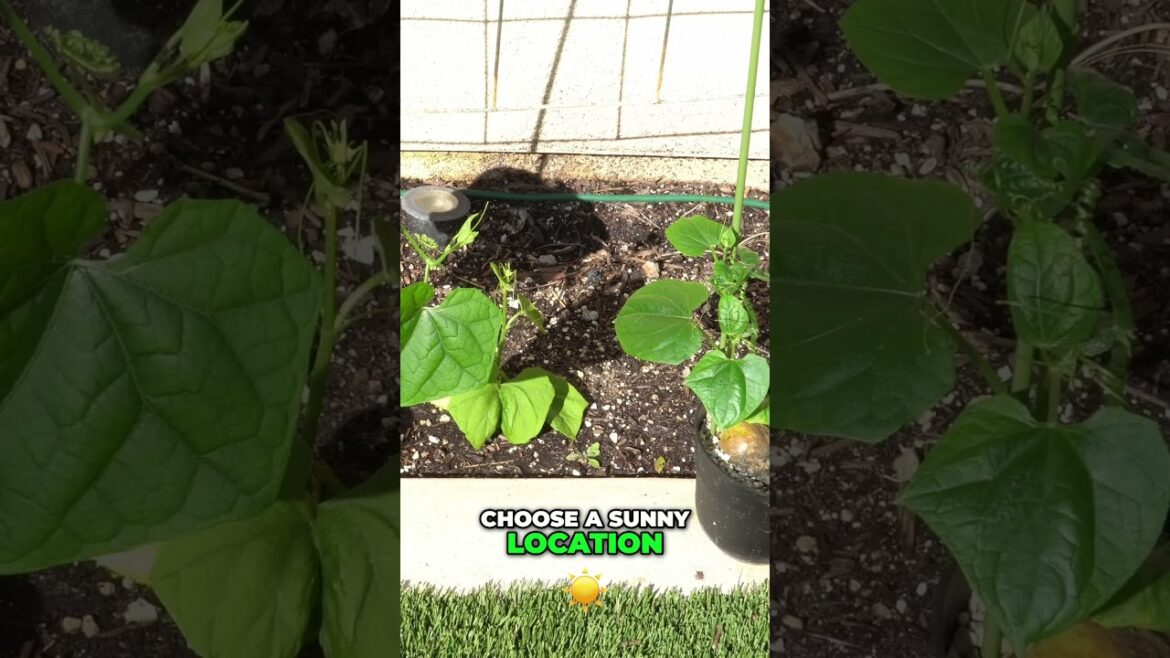 Growing Fruit: Essential Tips for Thriving Plants 🍓🍇🌱