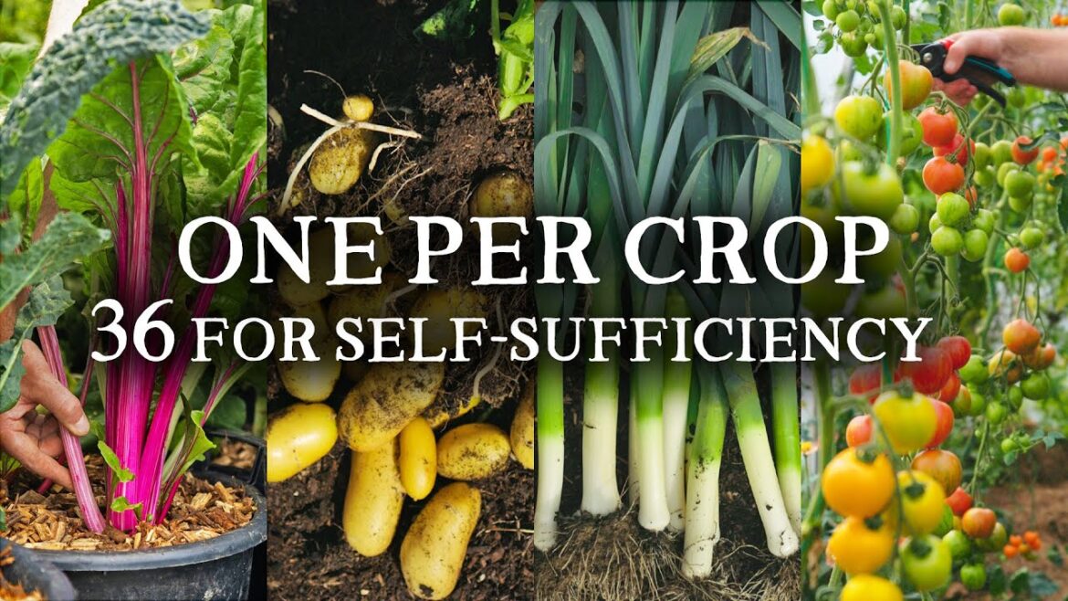 My #1 Variety for Every Crop (36 Vegetables for Self-Sufficiency)