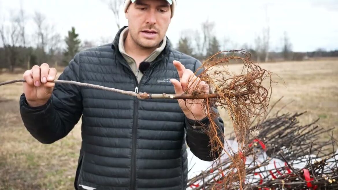 Don’t Plant Fruit Trees if You Make These Planting Mistakes