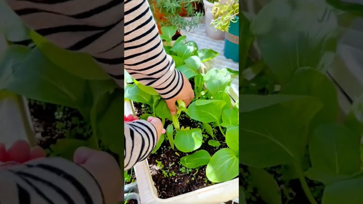 Urban Farming Harvesting Fresh Bok Choy from a Container Garden