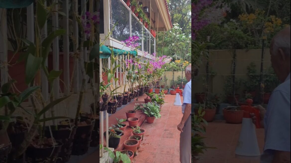 Inside My 90-Year-Old Grandpa's Magical Orchid Garden 🌸✨#orchidgarden #gardentour #gardening
