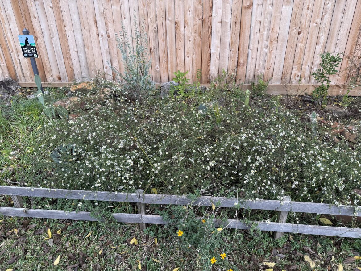 What are these very small white flowers? Fried or Foe? Texas