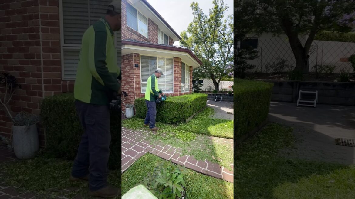 🌳 Keep Your Hedges Neat & Beautiful!