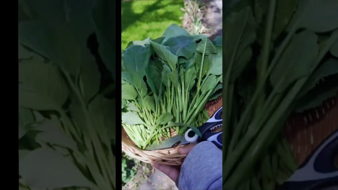 Kailan Harvest | Chinese broccoli #backyard #garden