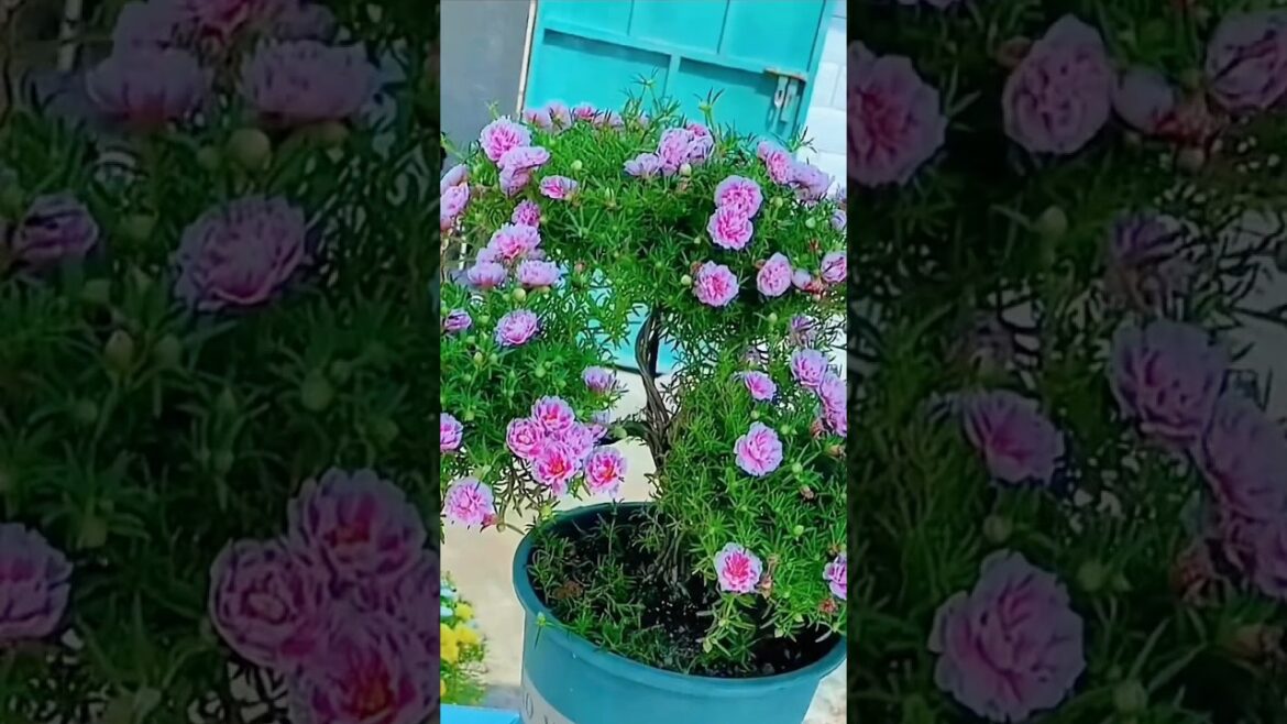 So Beautiful Pink Moss Rose #shorts #garden So Beautiful Pink Moss Rose #shorts #garden