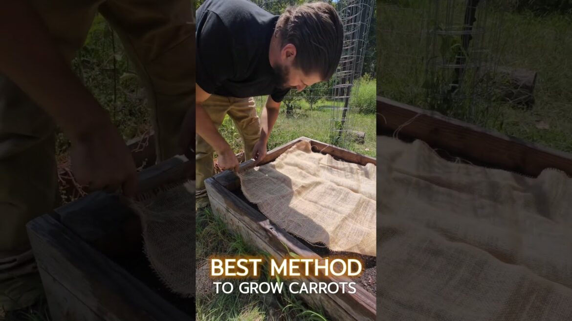 Planting Carrots from Seeds #gardentips #gardening #carrot