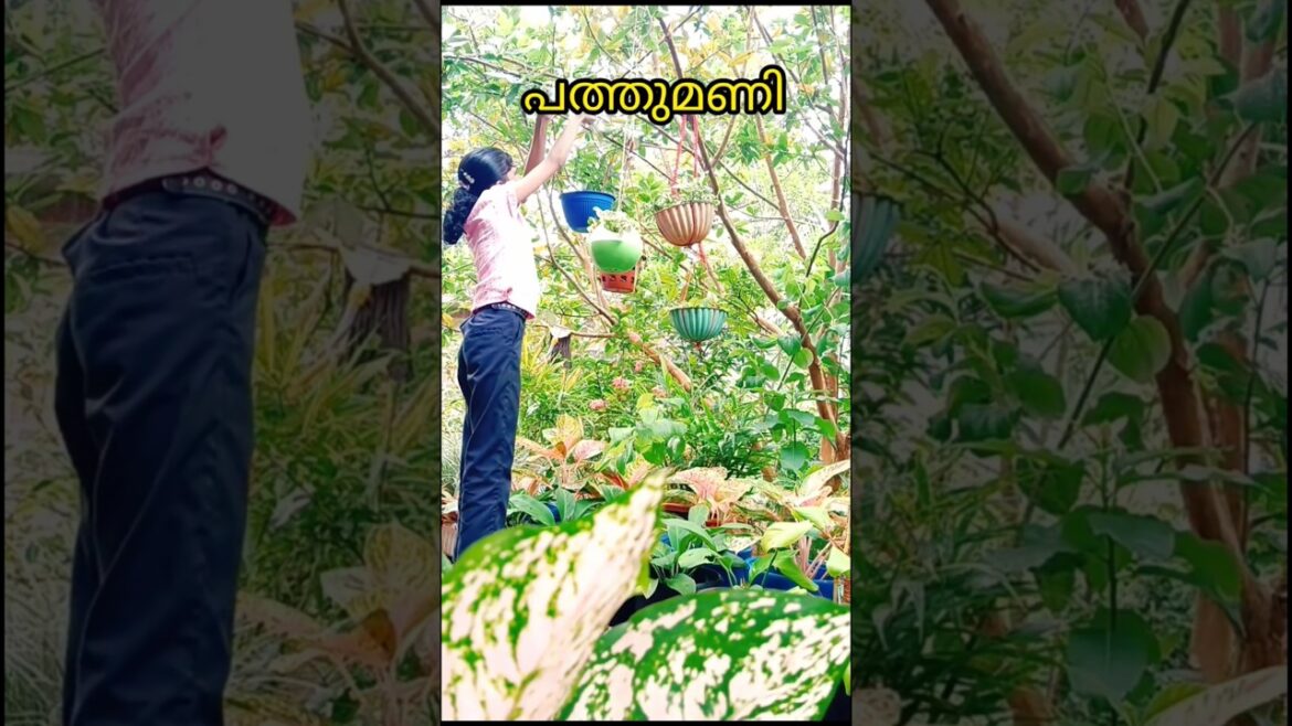 വീണ്ടും നമ്മടെ ഗാർഡനിലേക്ക് തിരിച്ചെത്തി#plants #garden #gardening #morningbliss #karthiswathis