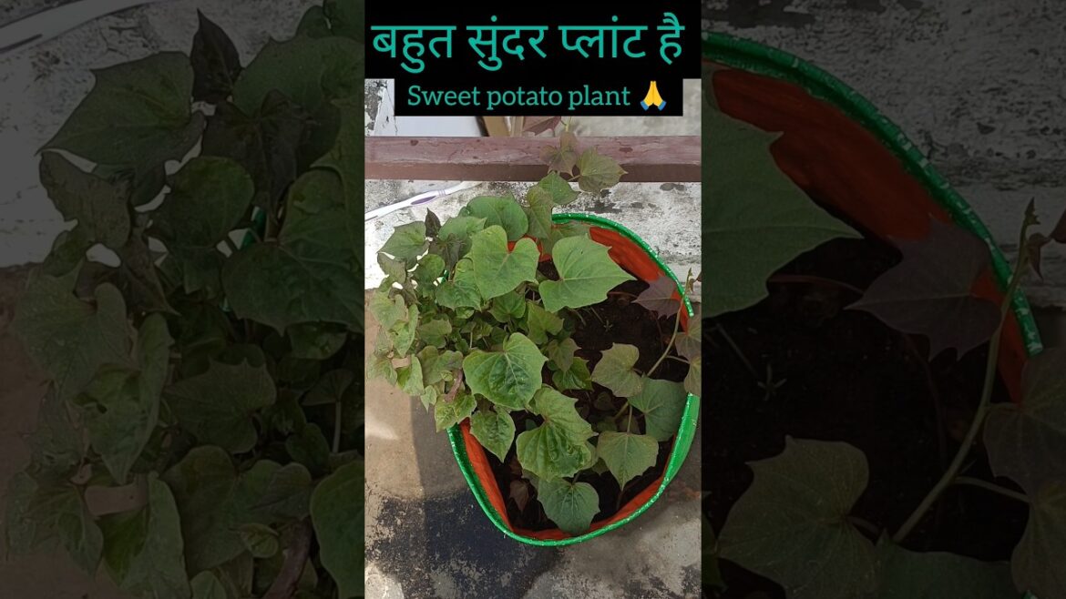 sweet potato plant care tips 👏 #gardening #virelvideo #shorts #ytshorts