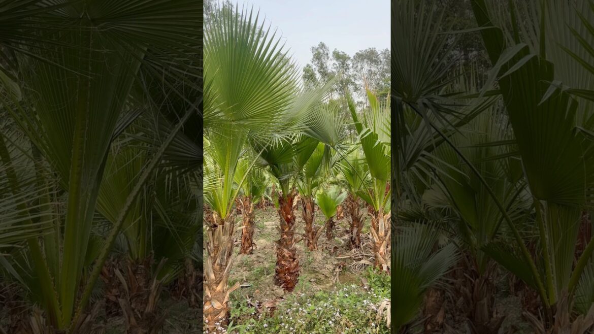 Washingtonia￼ available @Rgnursery #nursery #gardening #plantsofindia #supply