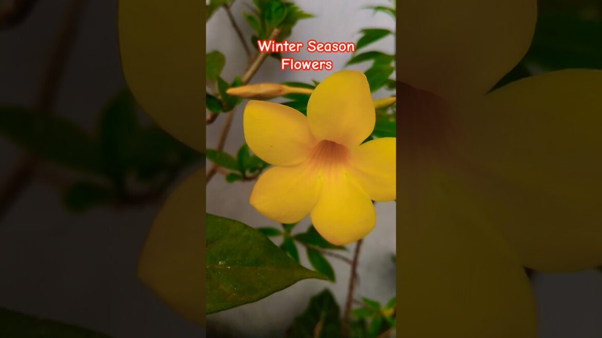 winter Season Flower Blooming In Our Garden winter Season Flower Blooming In Our Garden