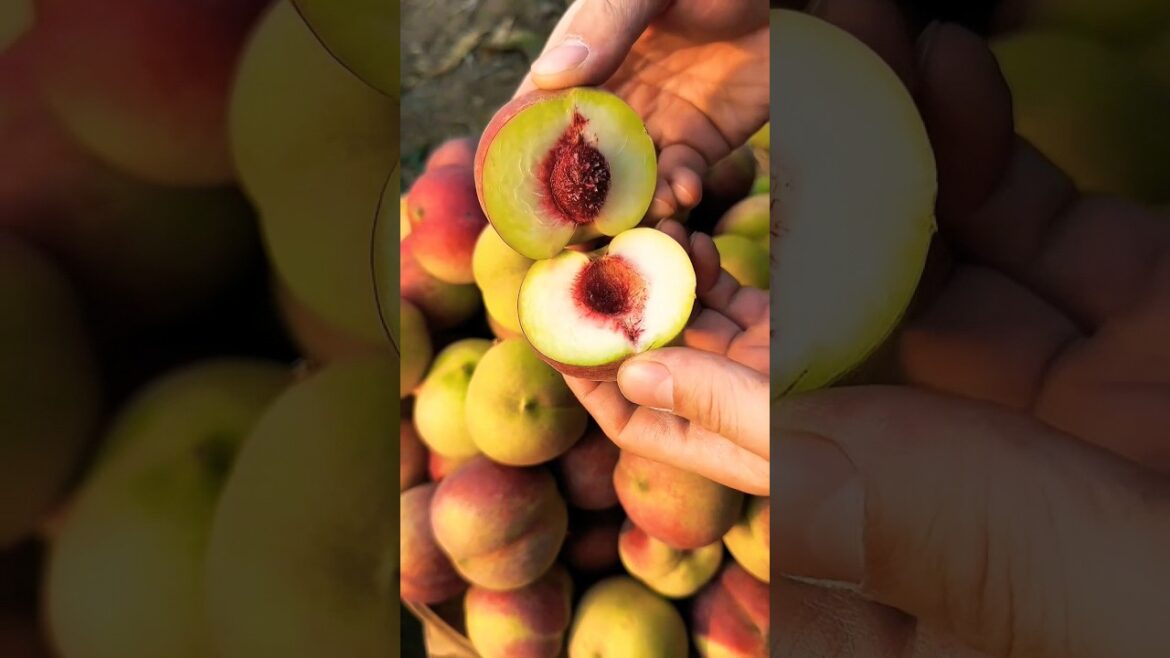 Peach Fruit: Grow This Sweet Summer Delight! (Care Guide, Benefits & Delicious Recipes) Peach Fruit: Grow This Sweet Summer Delight! (Care Guide, Benefits & Delicious Recipes)