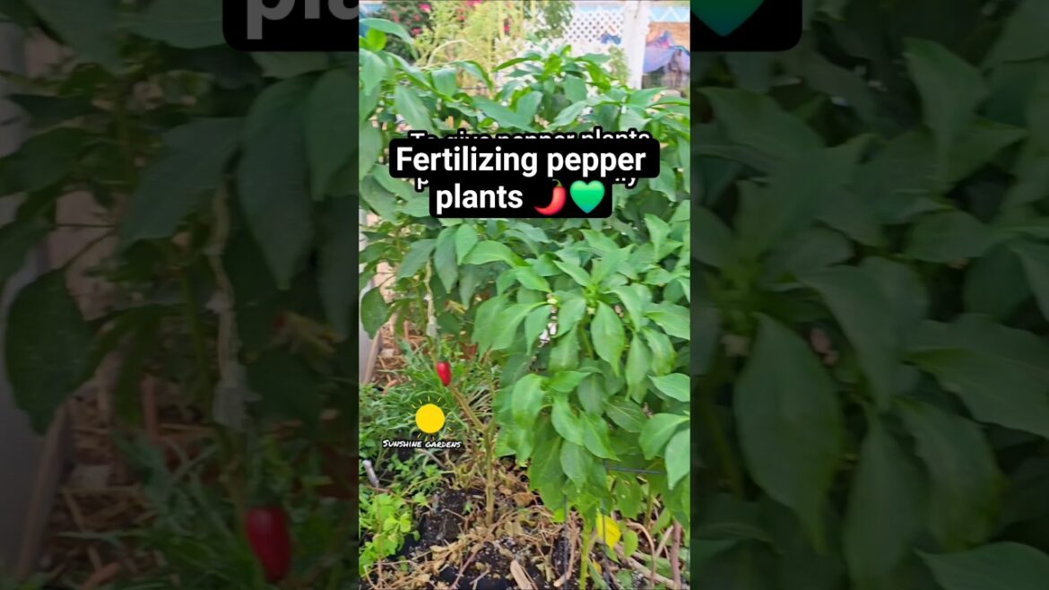 Fertilizing pepper plants #fertlizer #peppers #gardentips #gardening