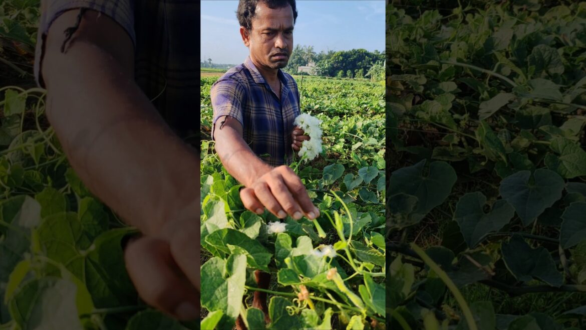 Morning Farm Work: Hand Pollination in Pointed Gourd (Potol) Field #shorts Morning Farm Work: Hand Pollination in Pointed Gourd (Potol) Field #shorts