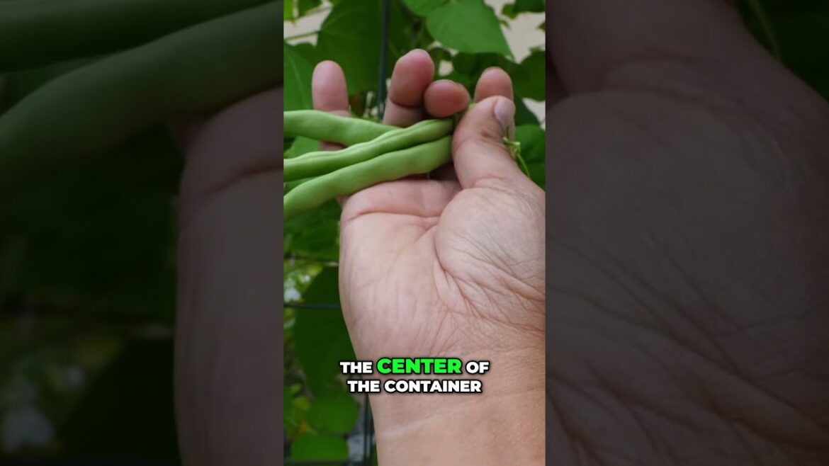 California Gardening: Growing Pole Beans in a Container – Easy Home Gardening 🌱🫘 Growing Pole Beans in a Container – Easy Home Gardening 🌱🫘