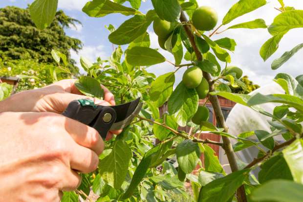 Summer pruning of fruit trees cuts down on the dormant pruning required in winter. (Shutterstock)