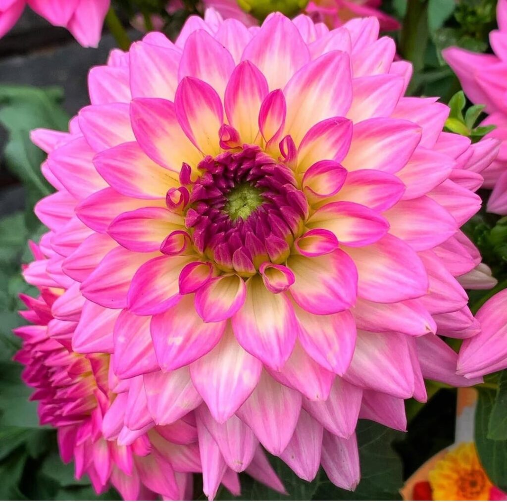 Dahlias! -whats not to love!