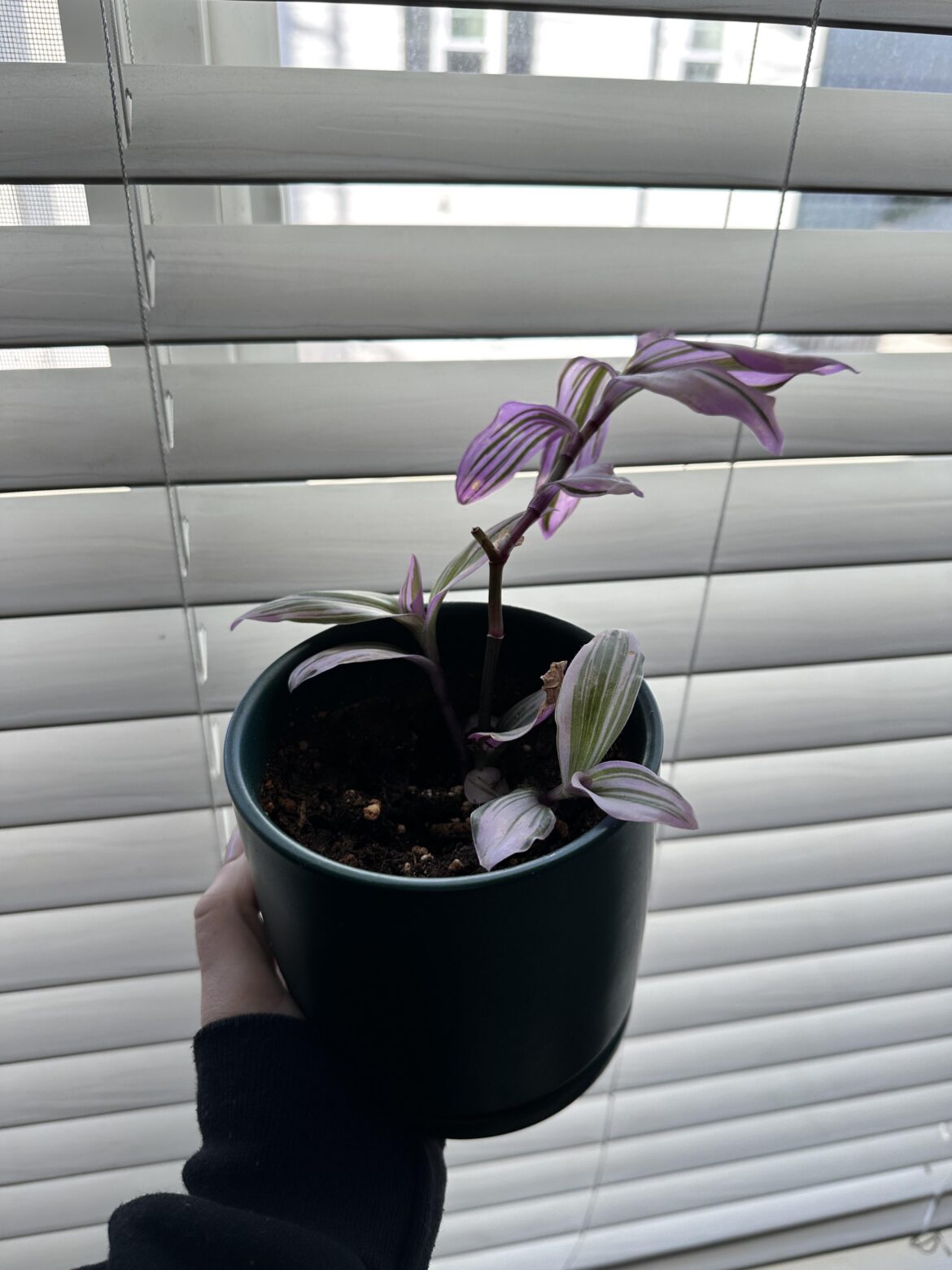 This was given to me as a gift several months ago, but I have no idea what plant it is. It seems to be wilting and I want to take better care of it.
