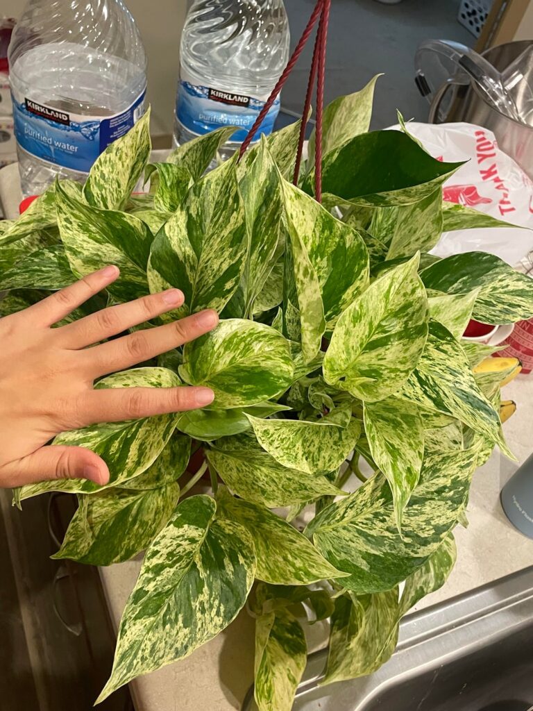 Picked up this beauty for 18$ yesterday