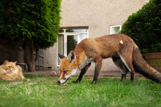 Close up of a cat and fox in the garden