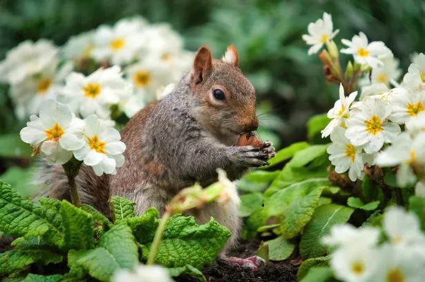 Photo of a gray squirrel munching on a nut in garden