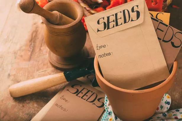 Seeds are super cheap and provide endless joy when you grow your own plants from scratch