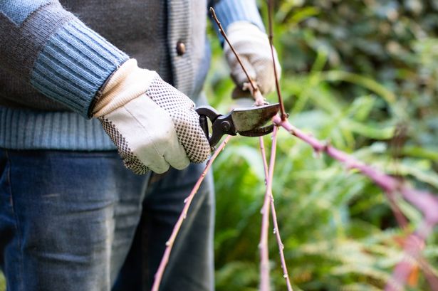 Gardeners are being urged to check their tools before winter (stock)