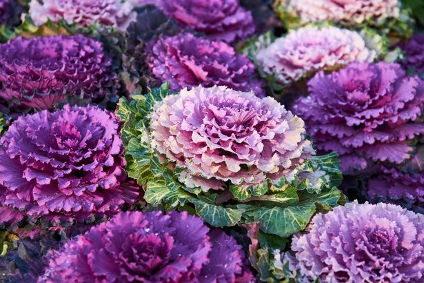 Purple and white ornamental kale close up