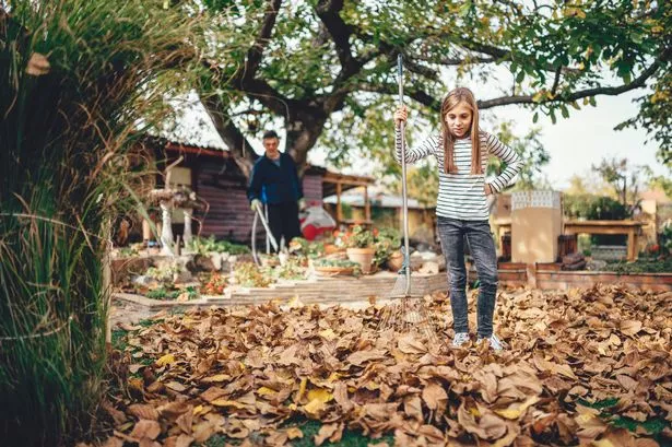 A girl raking up autumn leaves in the garden as a man does other tasks in the background