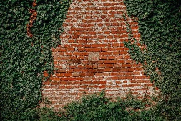 Ivy Growing On Wall Of Building