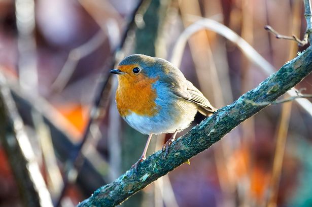 Robin Redbreast bird (Erithacus rubecula) singing on branch in a forest in the sunshine