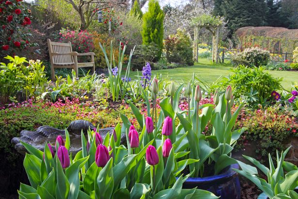 English country garden in spring with pots of tulips on the patio