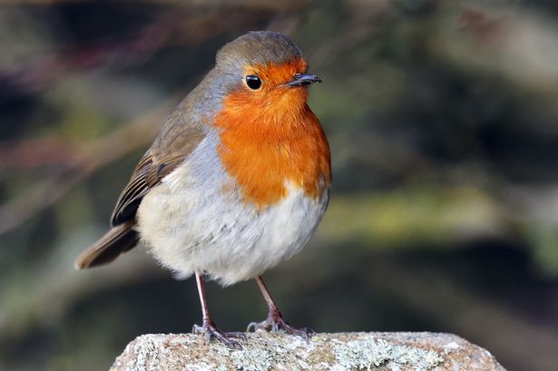 A robin sitting in a garden