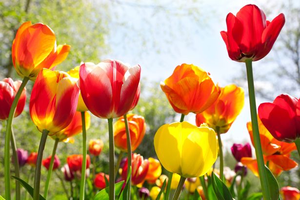 Tulips are an easy way of adding colour and delight to beds and borders