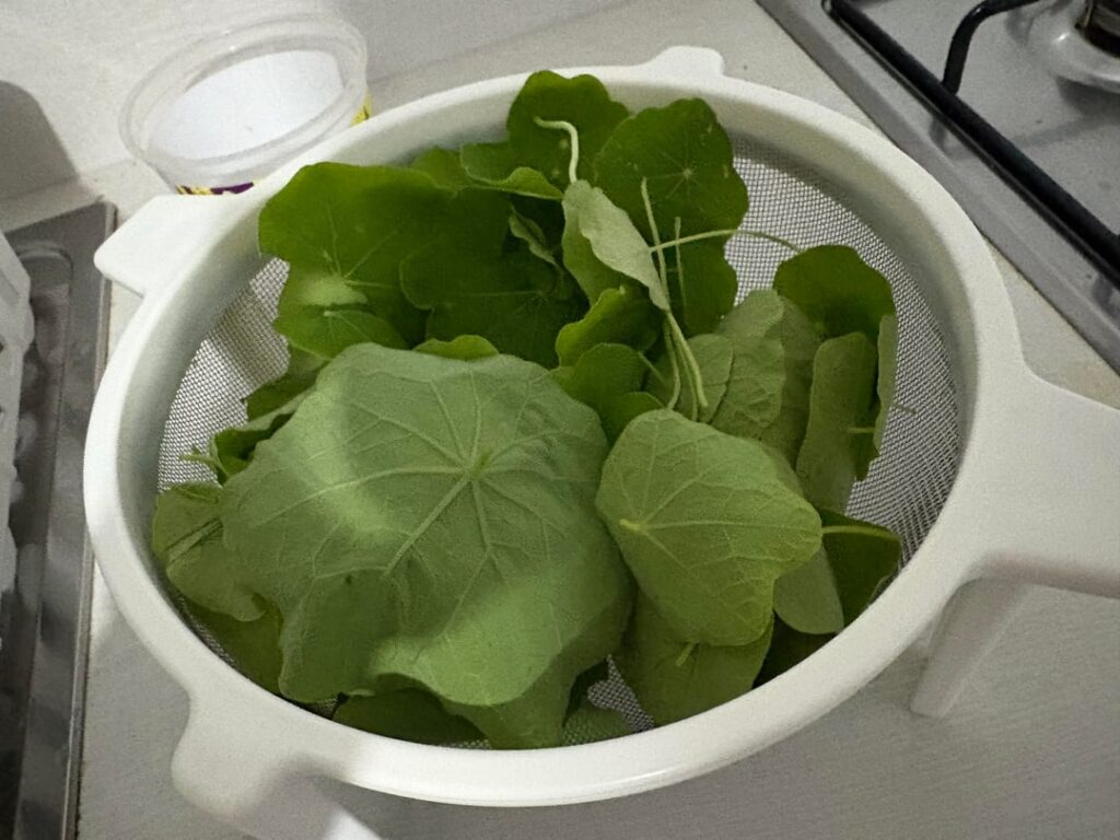 Recently started volunteering at my local community garden. My first spoils are nasturtium leaves to make pesto with!