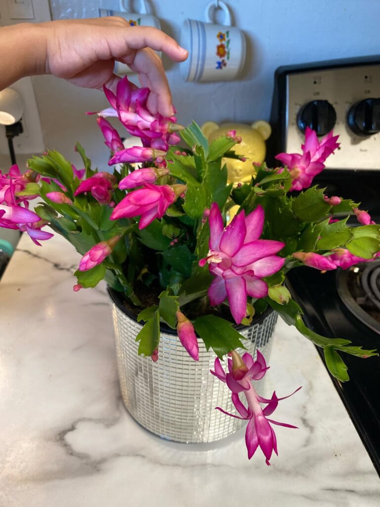 Christmas cactus bloomed! Christmas cactus bloomed!