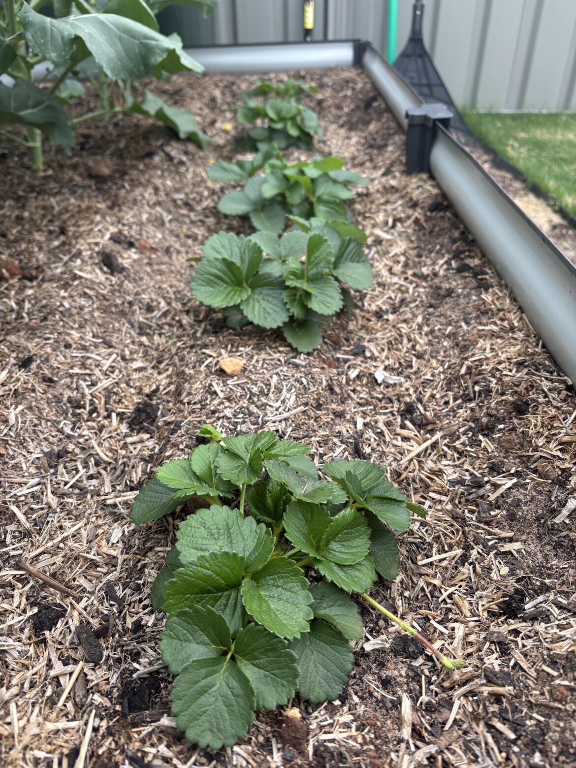 Strawberries producing no flowers after 2 months?