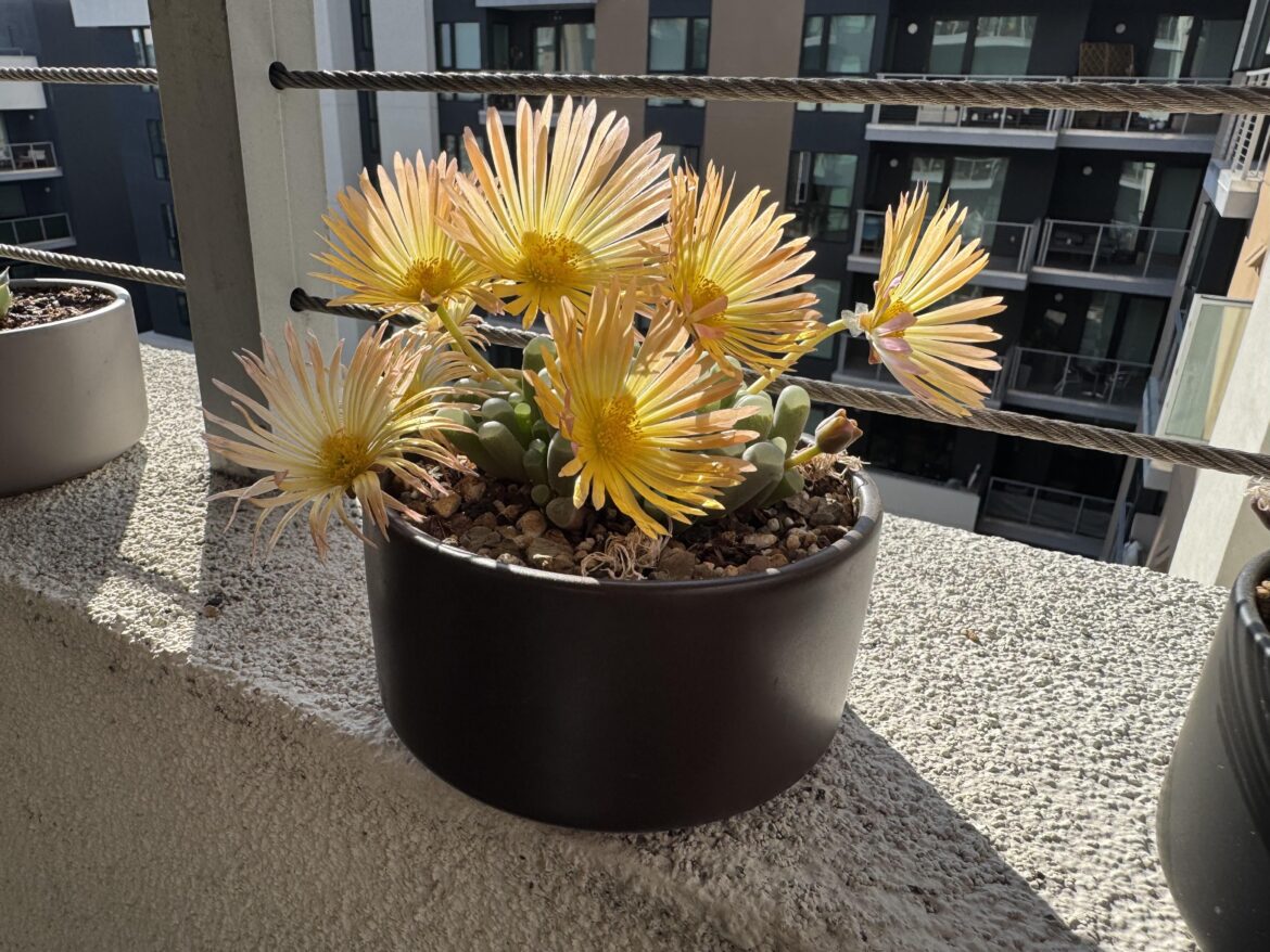 So many blooms on my baby toes!