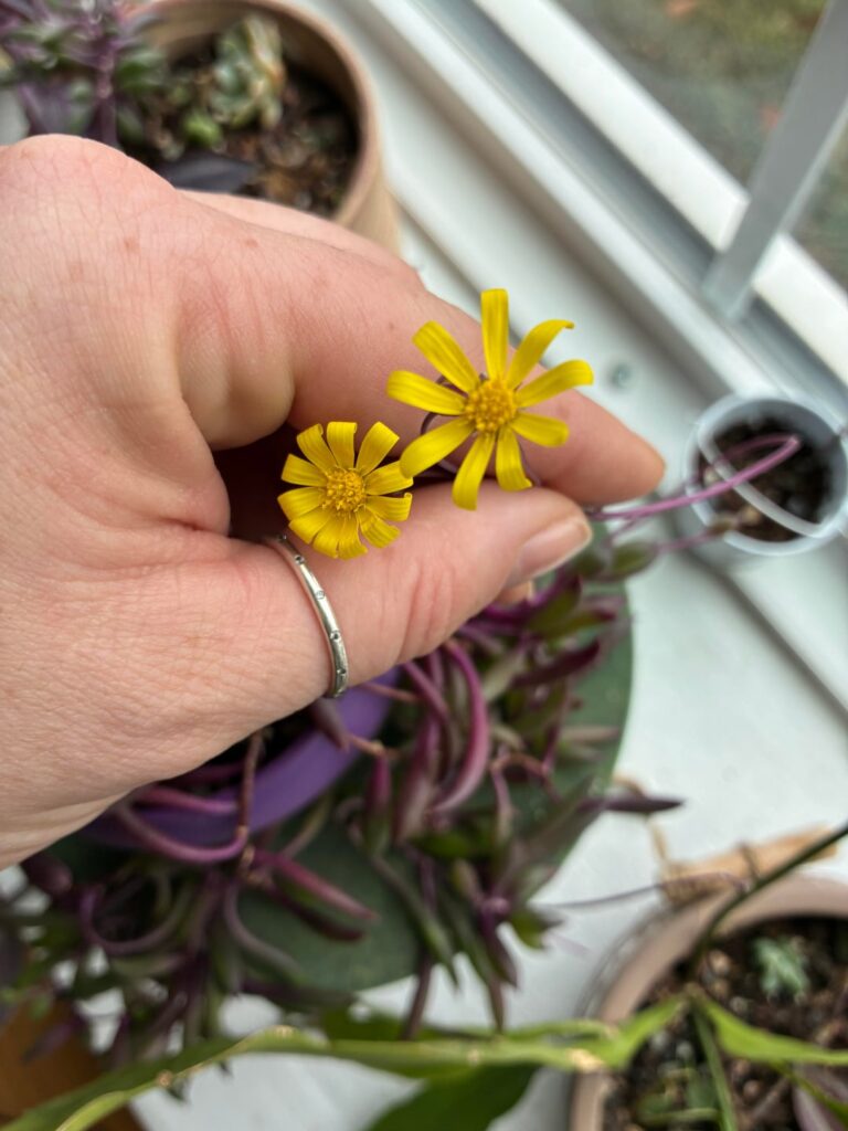Ruby necklace blooms