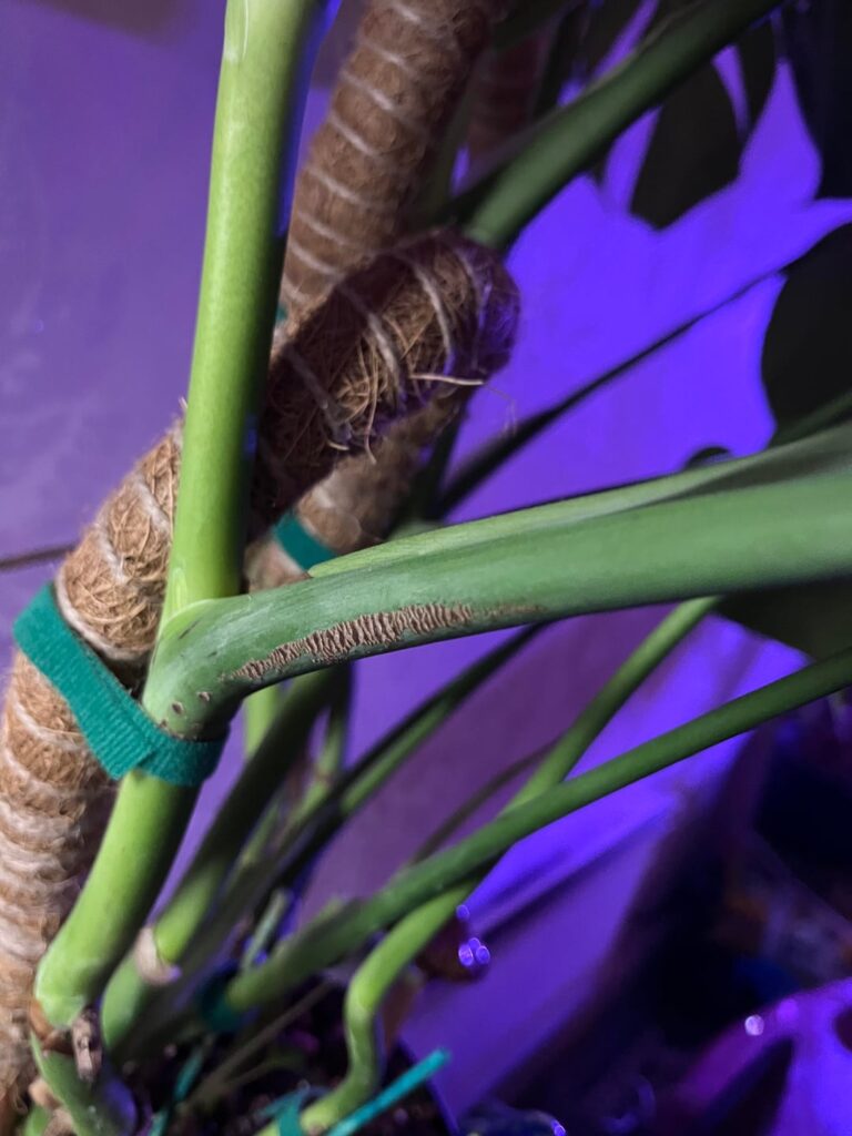 What is this on my Monstera?