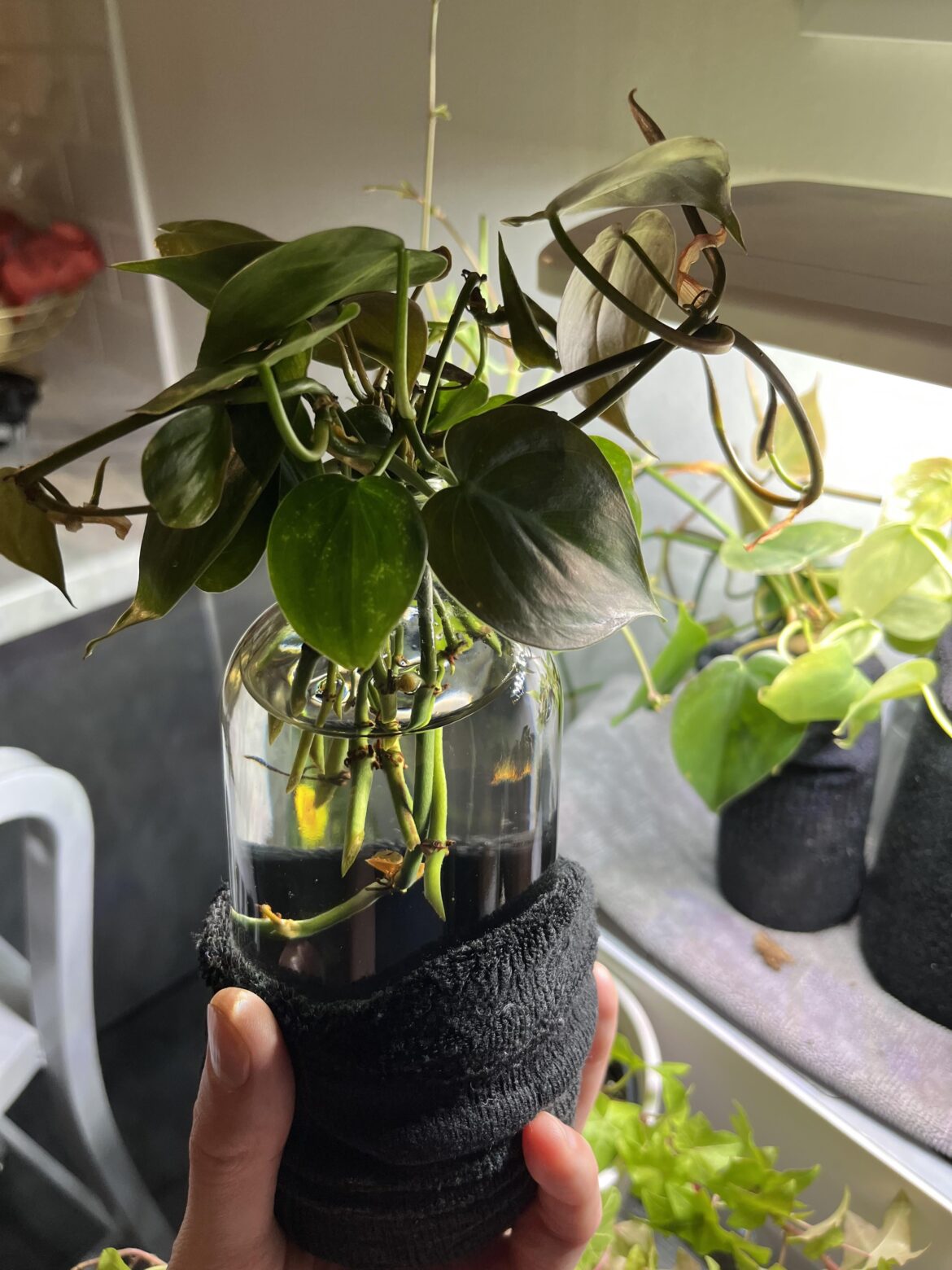 Pothos.  Will these propagate together?