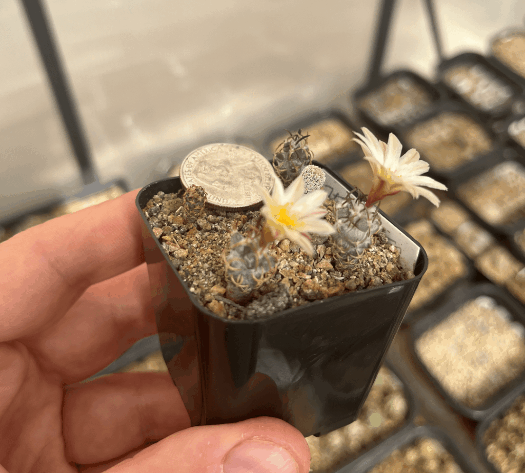 Turbinicarpus flaviflorus blooming for the first time