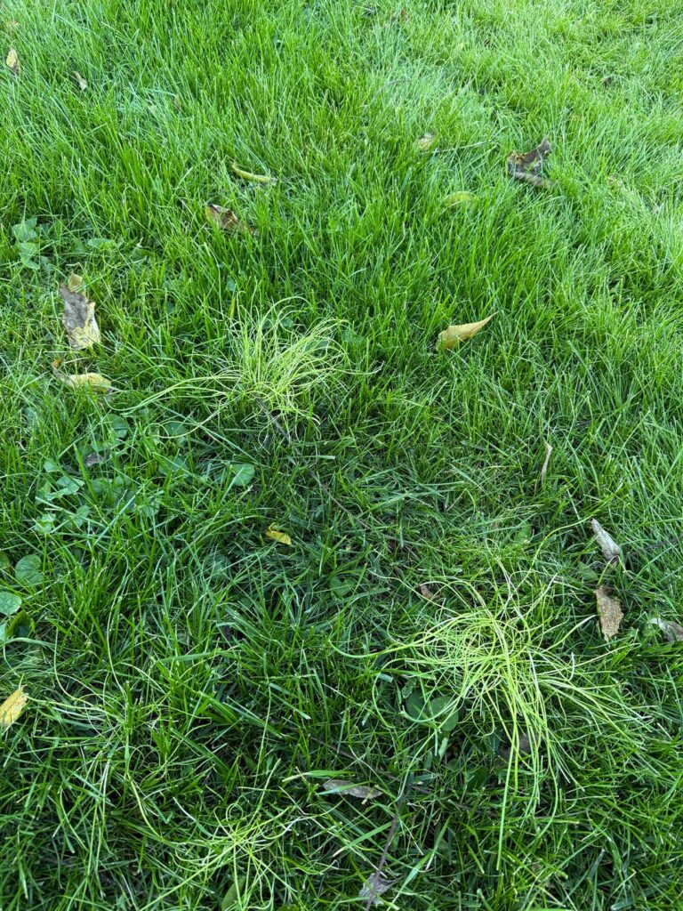 Wild Garlic? Wild Garlic?