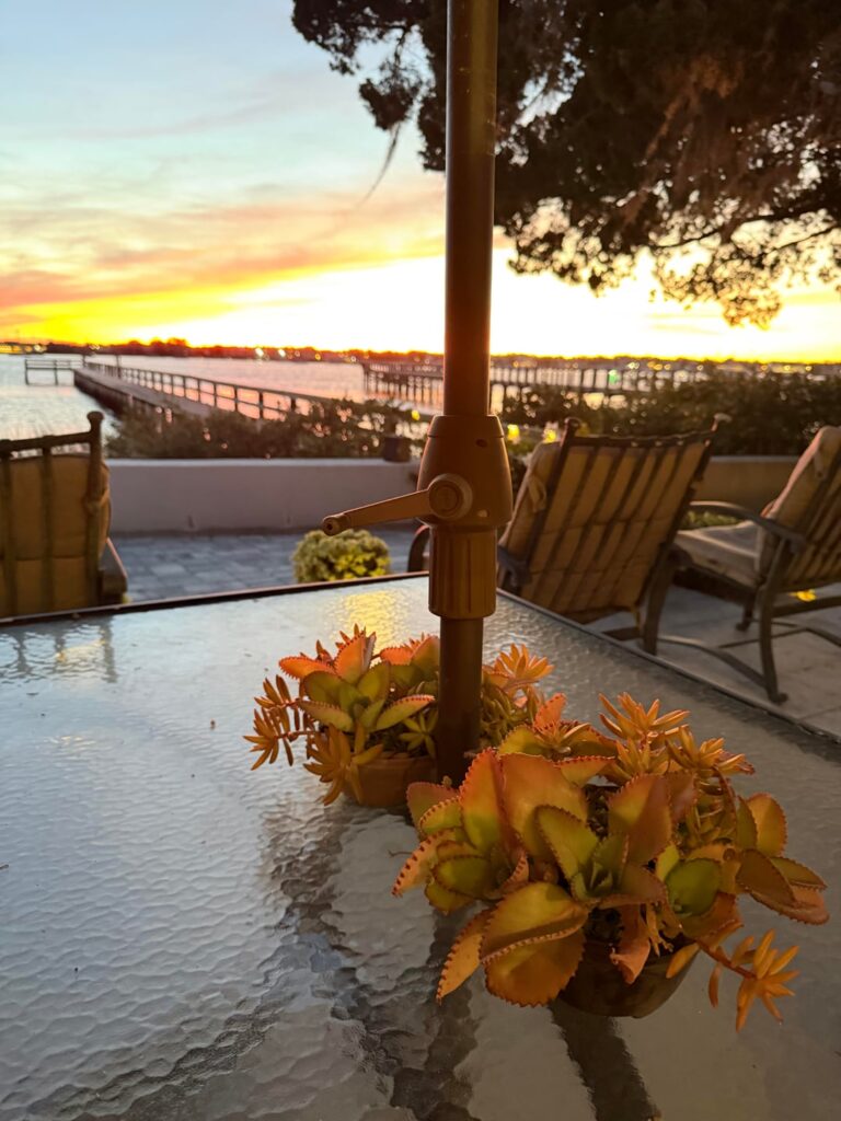 Grandma’s succulents look stunning in the Thanksgiving sunset.