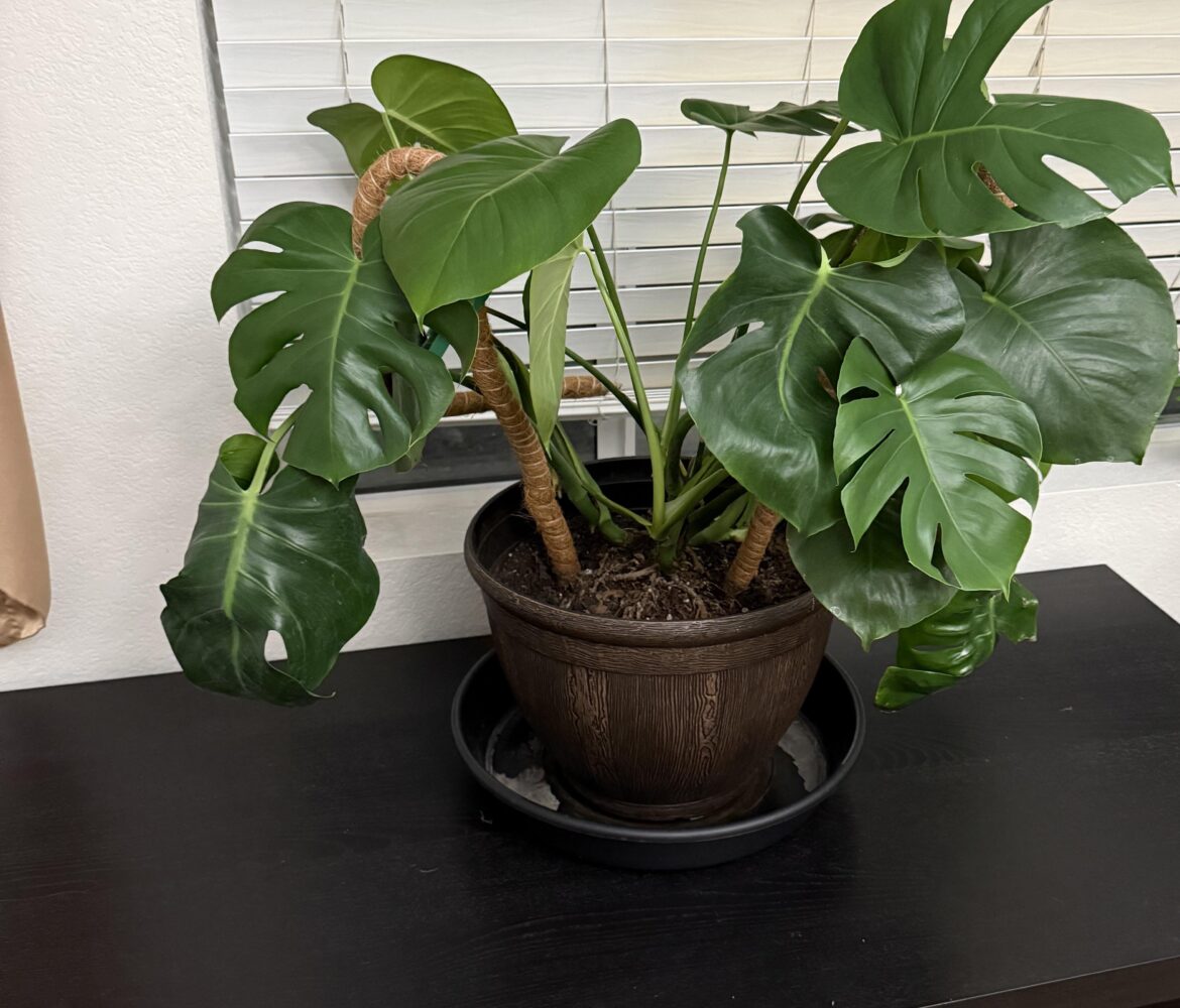 Advice on this guy?